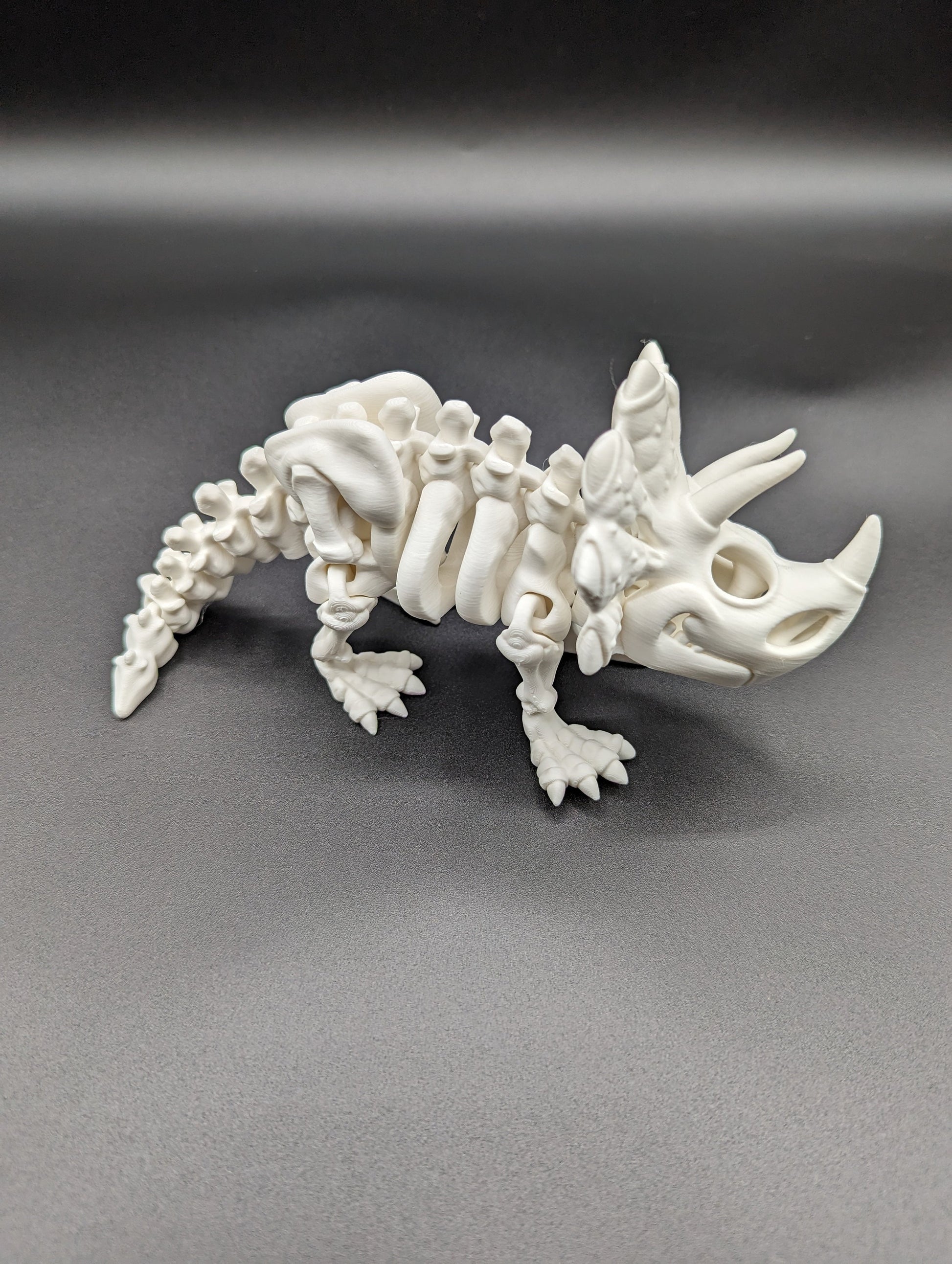 Skeleton Triceratops where imagination meets prehistory! Unique Gift!