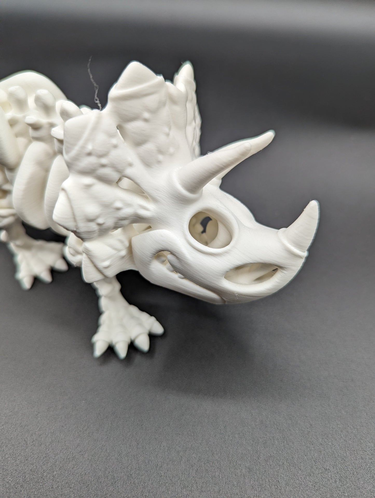 Skeleton Triceratops where imagination meets prehistory! Unique Gift!