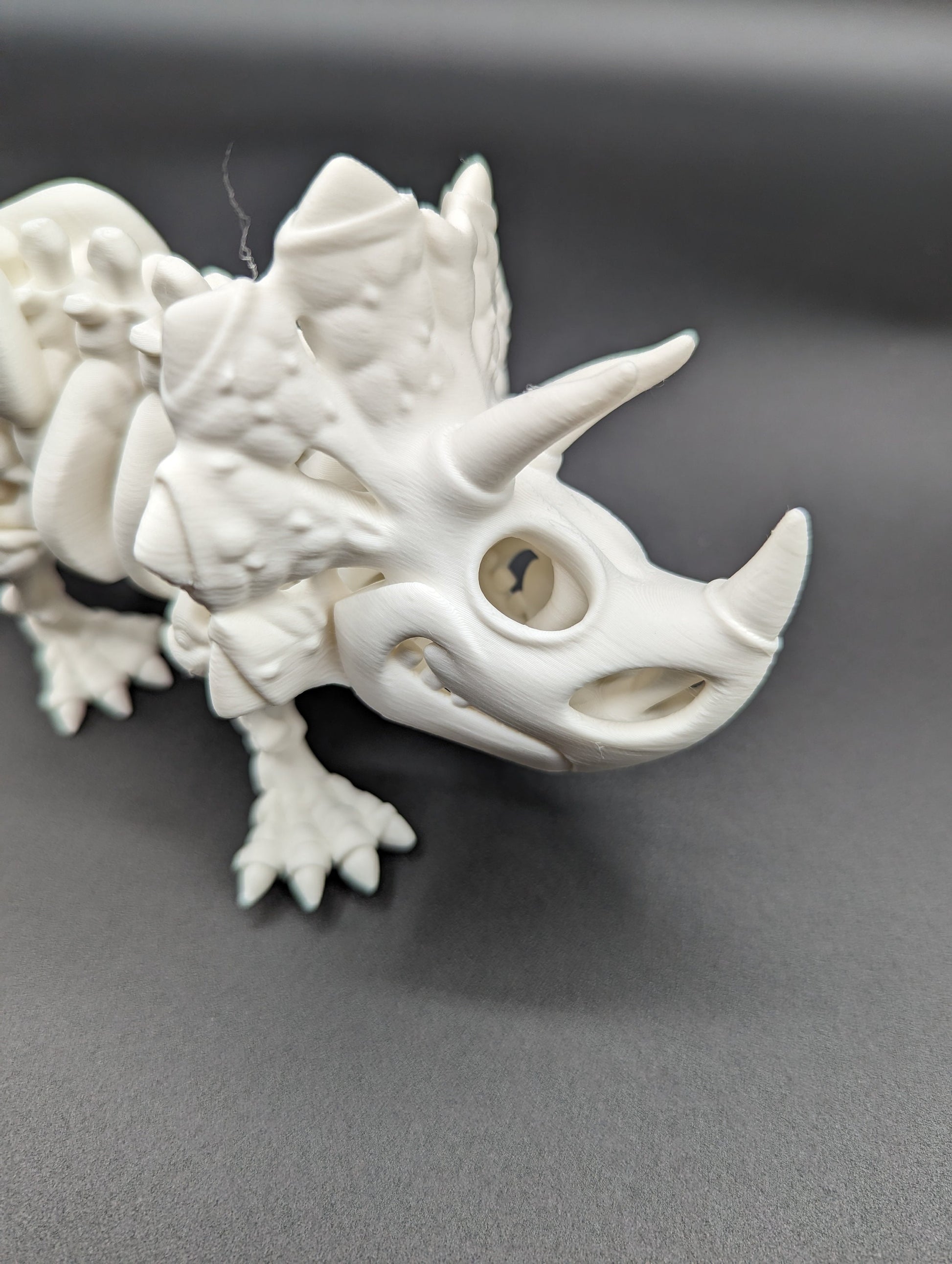 Skeleton Triceratops where imagination meets prehistory! Unique Gift!