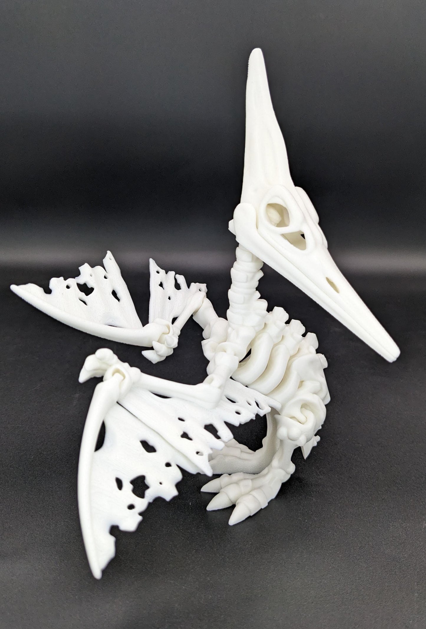 Articulated Pteranodon Skeleton