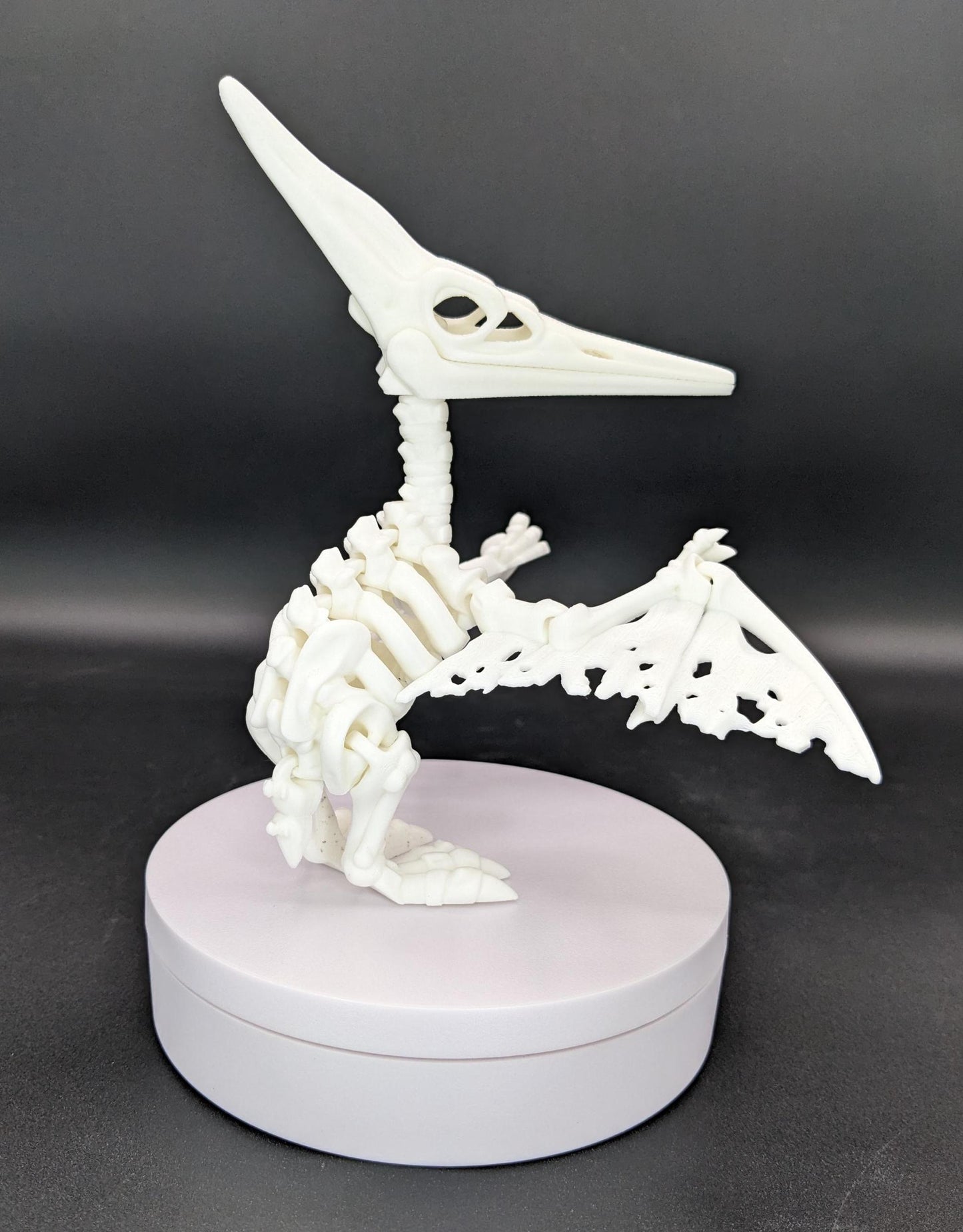 Articulated Pteranodon Skeleton