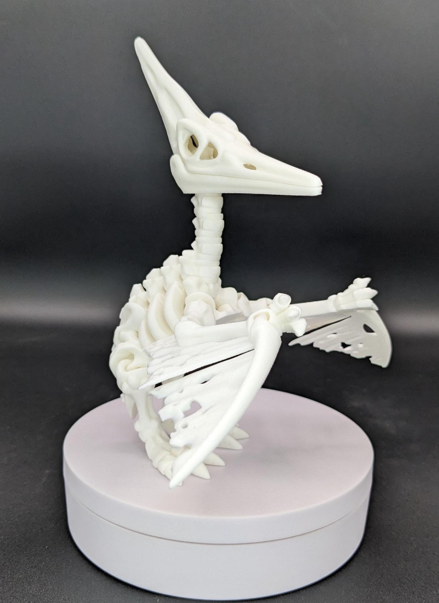 Articulated Pteranodon Skeleton