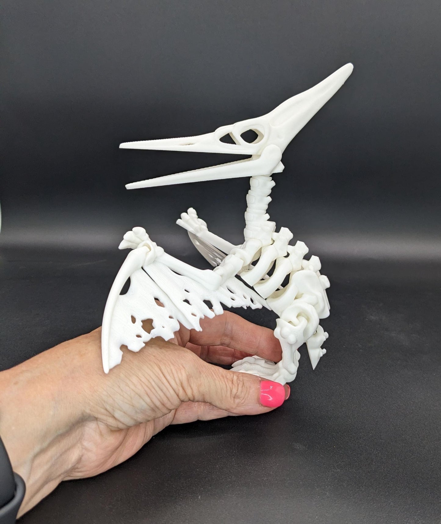 Articulated Pteranodon Skeleton