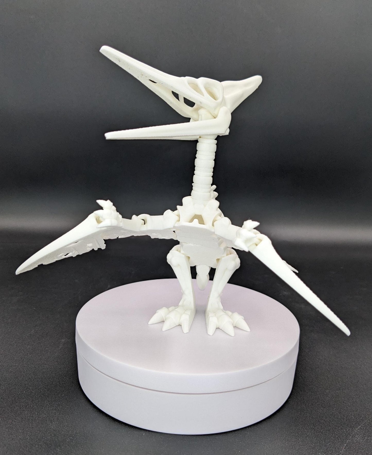 Articulated Pteranodon Skeleton