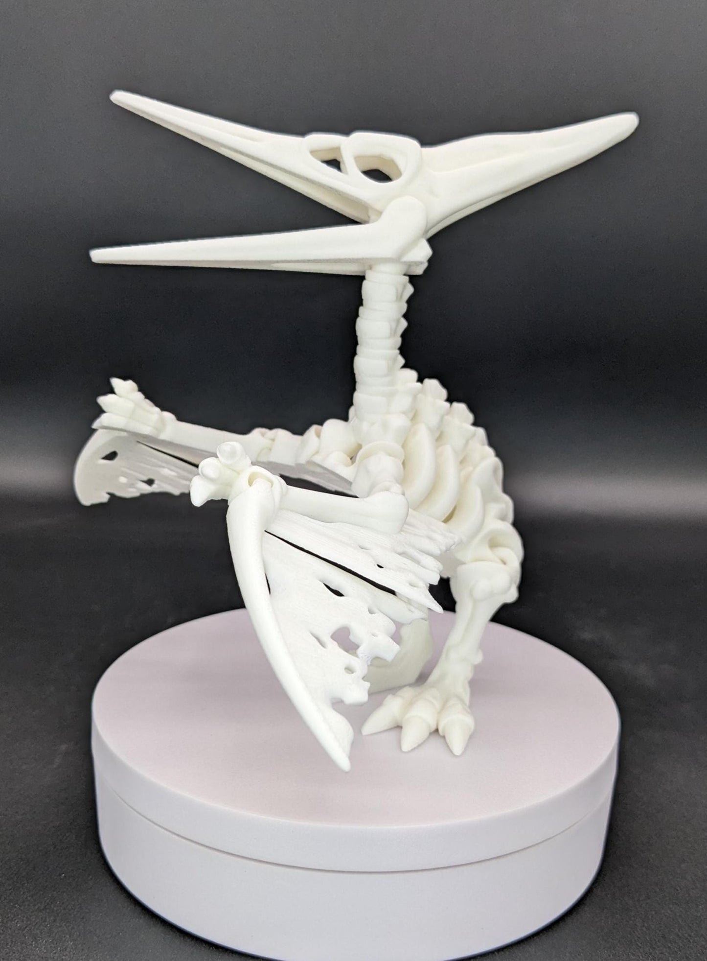 Articulated Pteranodon Skeleton